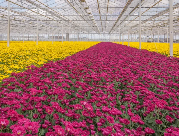 Agricultural Problems and Recommendations